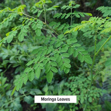 Moringa Leaf Powder - USDA Certified Organic - Moringa Oleifera - Sun Dried - Raw Herbal Superfood - Natural Energy Boost for Optimal Wellness *